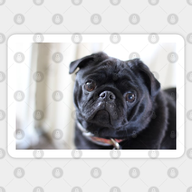 Black Pug Dog Sticker by silentrob668